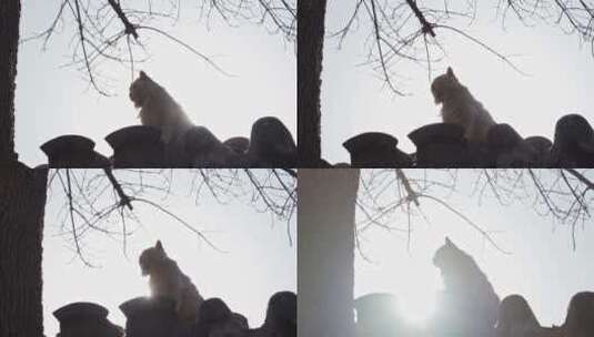 北京四合院胡同屋顶小猫流浪猫高清在线视频素材下载