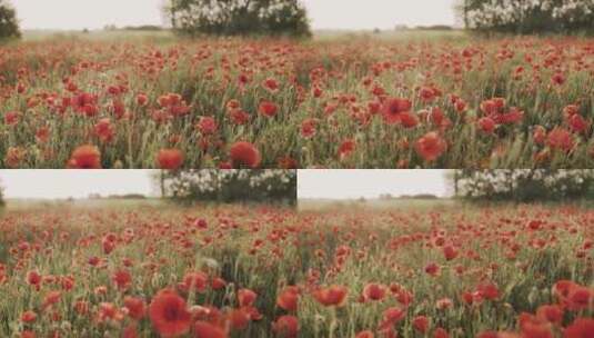清晨草丛花朵青草红花红色波斯菊高清在线视频素材下载