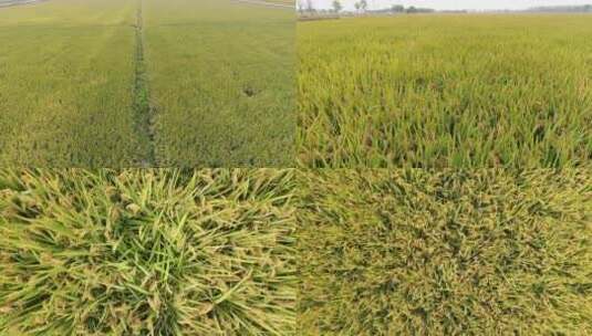 农业稻田水稻种植高清在线视频素材下载