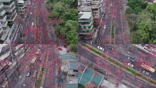 广州烈士陵园春日红色百年木棉花航拍4K视频高清在线视频素材下载