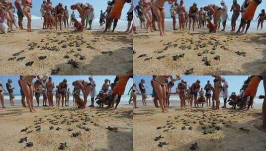 斯里兰卡美蕊沙海滩救助放归小海龟高清在线视频素材下载