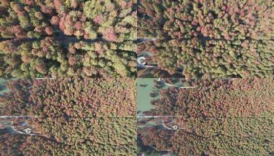 杭州青山湖水上森林高清在线视频素材下载