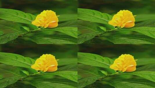 植物鲜花金苞花竖屏B高清在线视频素材下载