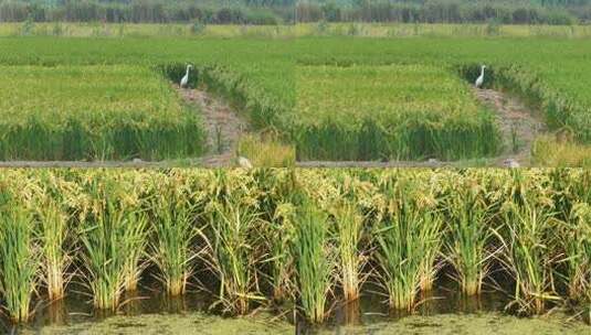 水稻梯田种植大米稻米秧苗插秧高清在线视频素材下载