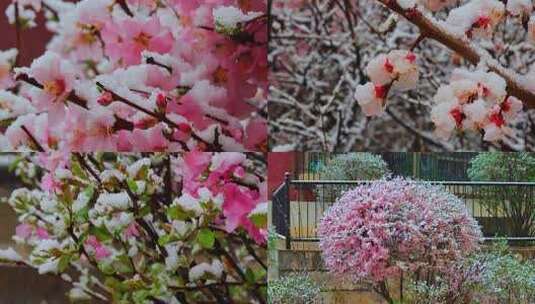 青海 春季 雪中桃花 花朵 春雪高清在线视频素材下载