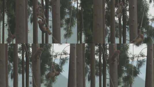 h猴子爬树高清在线视频素材下载