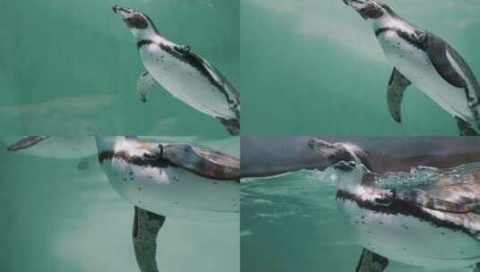 企鹅在海水中游泳高清在线视频素材下载