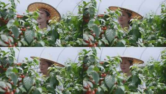 中年女性农民果园小樱桃采摘高清在线视频素材下载