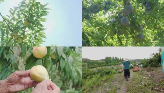 果园采摘农业高清在线视频素材下载
