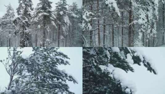 下雪升格雪景松树林落雪高清在线视频素材下载