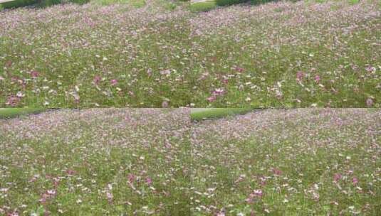 秋英波斯菊大波斯菊格桑花格桑梅朵高清在线视频素材下载