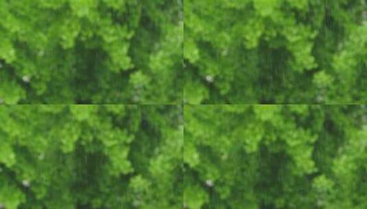 升格拍摄梅雨季节唯美雨景雨珠特写高清在线视频素材下载