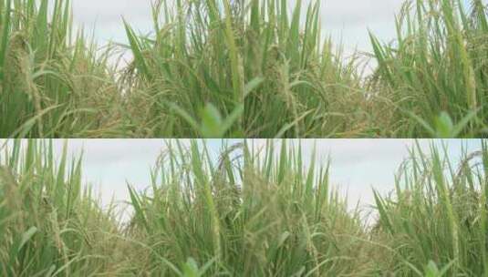 田野中的庄稼绿色水稻高清在线视频素材下载