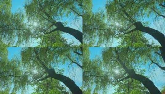 重庆公园夏日阳光蓝天空镜高清在线视频素材下载