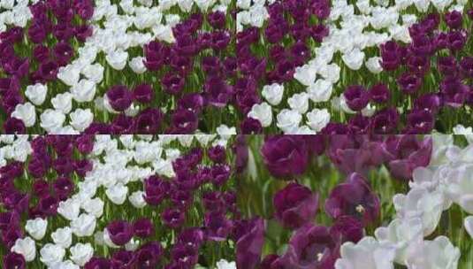 紫色郁金香白色郁金香高清在线视频素材下载