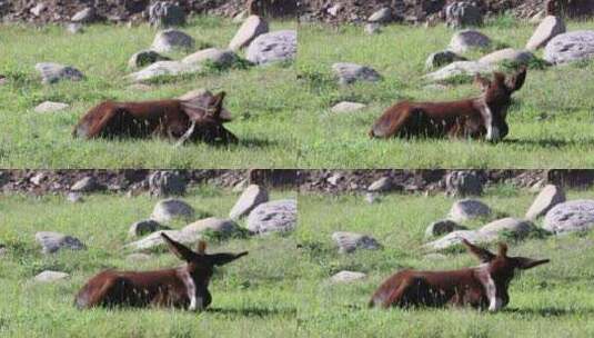 毛驴 驴吃草    河边的驴高清在线视频素材下载