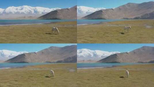新疆雪山脚下湖泊旁草地上觅食的小白马航拍高清在线视频素材下载