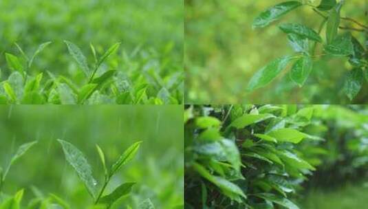 下雨天树叶雨水滴叶子茶树雨水雨滴茶叶特写高清在线视频素材下载