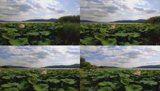 4k拍摄湖边荷花池高清在线视频素材下载