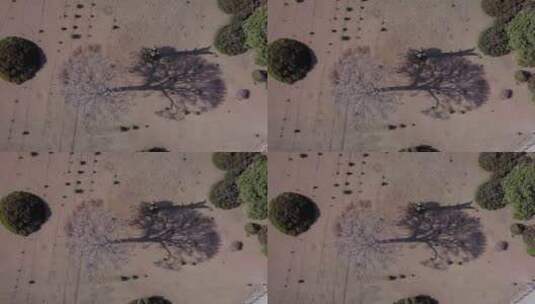 沙漠中的枯树高清在线视频素材下载