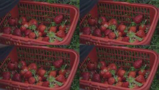 篮子里的草莓高清在线视频素材下载