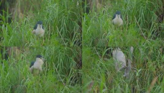 池鹭 夜鹭 鹭鸟 水鸟 湿地 栖息地高清在线视频素材下载