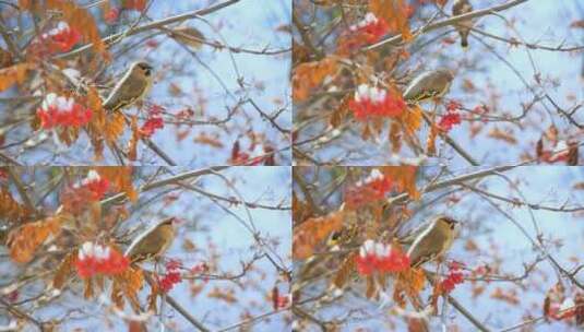 漂亮的鸟儿在红色的树上嬉耍高清在线视频素材下载