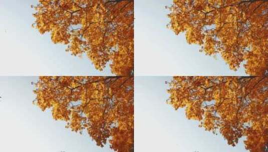 黄色枫叶从枫树飘落高清在线视频素材下载