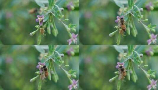 枸杞花枸杞蜜蜜蜂采蜜高清在线视频素材下载