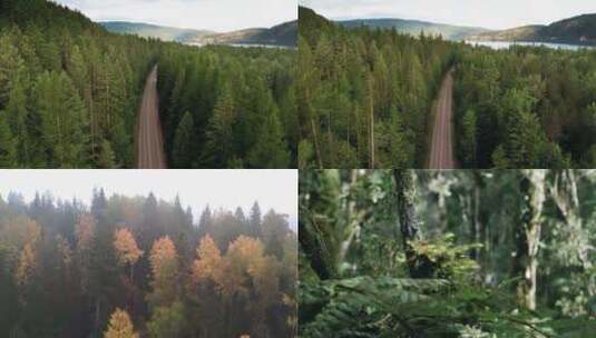 【合集】森林 自然 茂密高清在线视频素材下载
