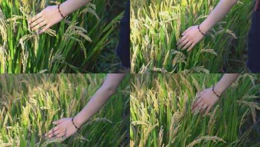 一双手抚摸稻穗穿过稻田慢镜头高清在线视频素材下载