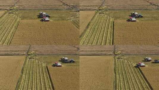 北大荒水稻田收割粮食航拍高清在线视频素材下载