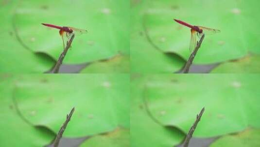 荷花池塘里的蜻蜓高清在线视频素材下载
