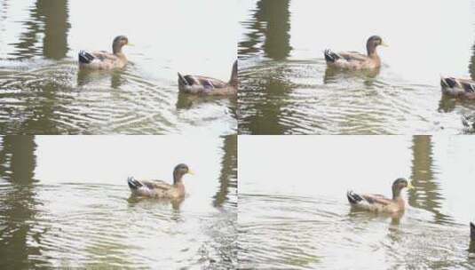 鸭子 农村鸭子 河边鸭子 鸭子在玩水高清在线视频素材下载