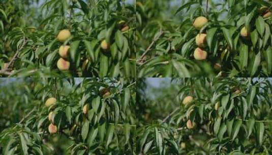 农业桃园成熟的桃子高清在线视频素材下载