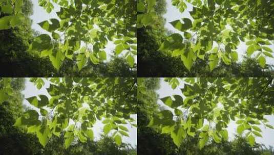 春天森林树叶阳光逆光透光高清在线视频素材下载
