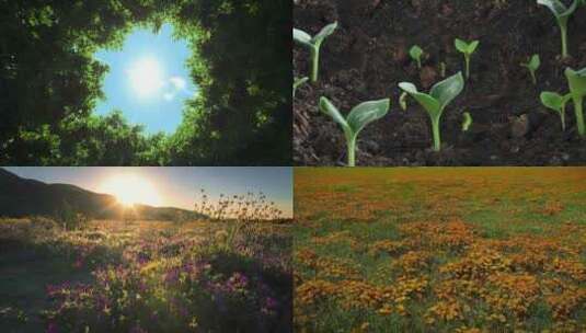 大自然植物开花野花户外旅行高清在线视频素材下载