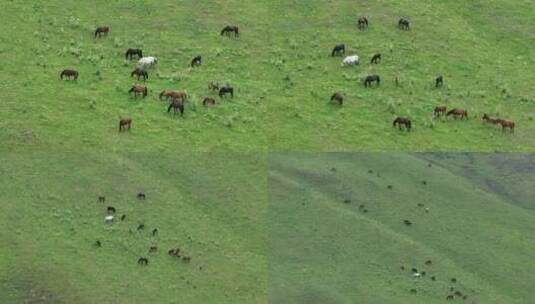 航拍新疆伊犁恰西草原上的马群高清在线视频素材下载
