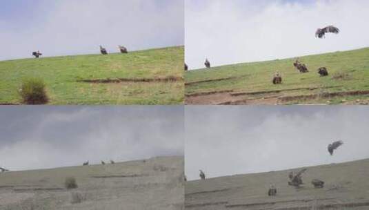 4K自然天葬高山兀鹫落到山顶高清在线视频素材下载