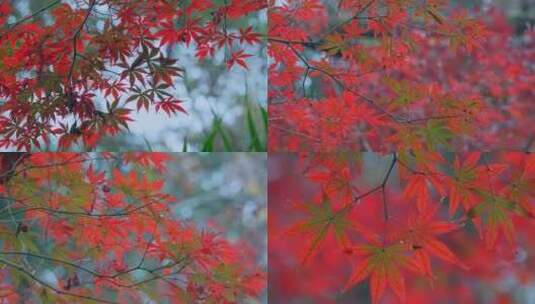 红叶树叶风景视频合集高清在线视频素材下载