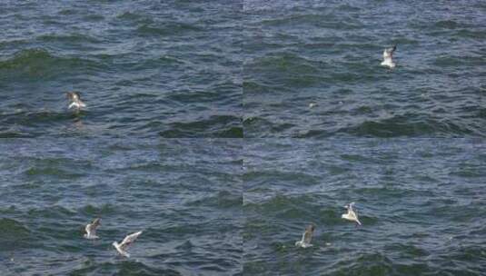 云南大理洱海的海鸥高清在线视频素材下载
