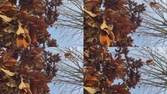 秋天榕树树木叶子高清在线视频素材下载
