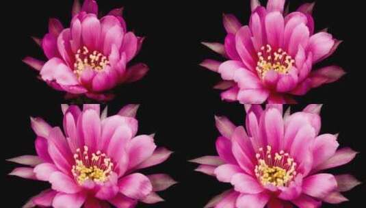 粉色花朵盛开绽放高清在线视频素材下载