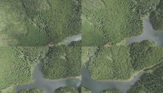 信宜大雾岭森林，林相，生态林航拍高清在线视频素材下载