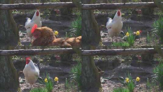 土鸡 鸡毛发光 鸡 土鸡 土鸡养殖高清在线视频素材下载