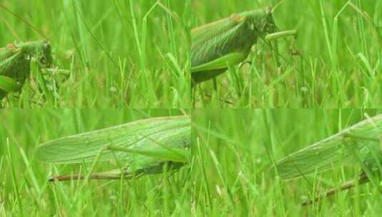 草地上的螳螂蚂蚱高清在线视频素材下载