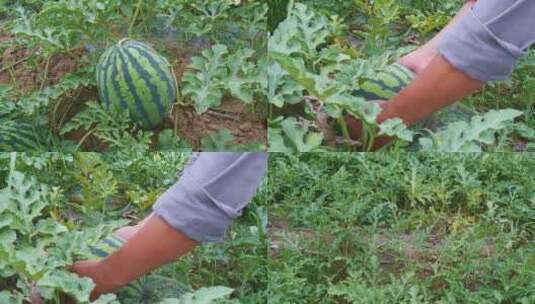 西瓜可口水果硕果累累美味农产品摘西瓜高清在线视频素材下载