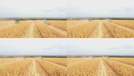 农机采集成熟玉米或小麦作物的田间鸟瞰高清在线视频素材下载