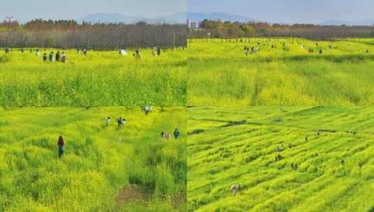 乡村油菜花海航拍高清在线视频素材下载