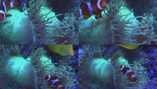 海底世界海底生物高清在线视频素材下载